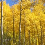 Colorado Fall Leaves